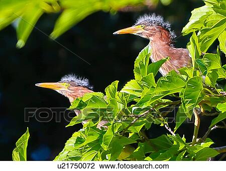 Stock Image - Green Heron. Fotosearch