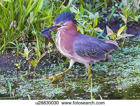 Stock Image - Green Heron. Fotosearch