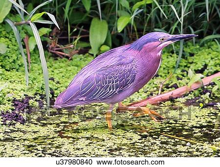 Green Heron View Large Photo Image Stock Image - Green Heron. Fotosearch
