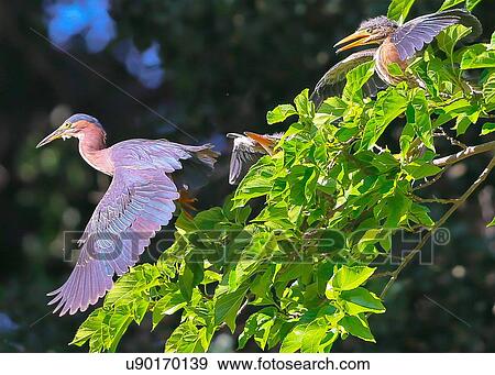 Stock Photo - Green Heron. Fotosearch