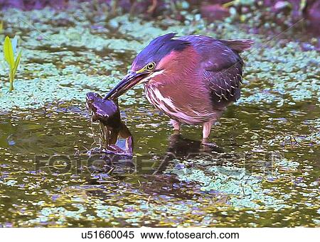 Stock Photography - Green Heron. Fotosearch