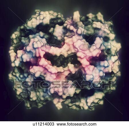 Stock Image - Haemoglobin protein molecule. Fotosearch