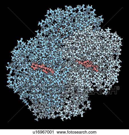 Stock Image - Haemoglobin protein molecule. Fotosearch