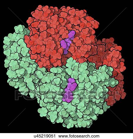 Haemoglobin protein molecule View Large Photo Image Stock Image - Haemoglobin protein molecule. Fotosearch