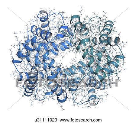 Haemoglobin protein molecule View Large Photo Image Stock Photo - Haemoglobin protein molecule. Fotosearch