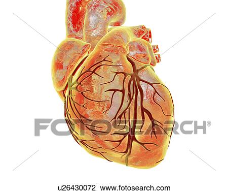 Heart with coronary vessels, illustration View Large Photo Image Stock Image - Heart with coronary vessels, illustration. Fotosearch