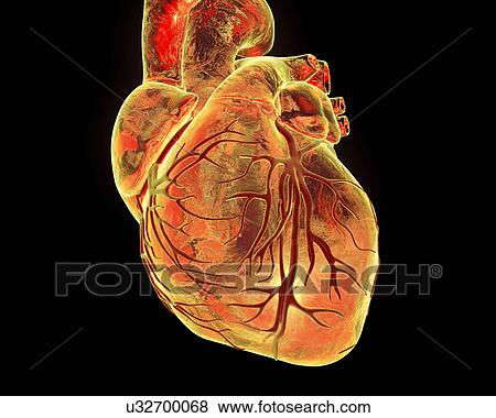 Stock Photo - Heart with coronary vessels, illustration. Fotosearch