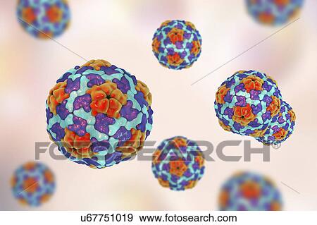 Stock Photo - Hepatitis A virus, illustration. Fotosearch