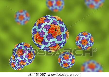 Hepatitis A virus, illustration View Large Photo Image Stock Photo - Hepatitis A virus, illustration. Fotosearch