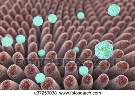 Hepatitis A viruses in intestine, illustration View Large Photo Image Stock Photo - Hepatitis A viruses in intestine, illustration. Fotosearch