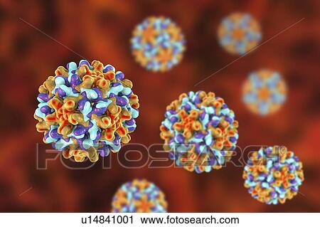 Hepatitis B Virus particles, illustration View Large Photo Image Stock Image - Hepatitis B Virus particles, illustration. Fotosearch
