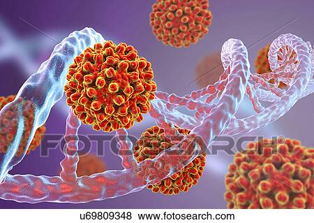 Hepatitis B viruses and DNA, illustration View Large Photo Image Stock Photo - Hepatitis B viruses and DNA, illustration. Fotosearch