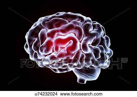 Human brain, illustration View Large Photo Image Picture - Human brain, illustration. Fotosearch