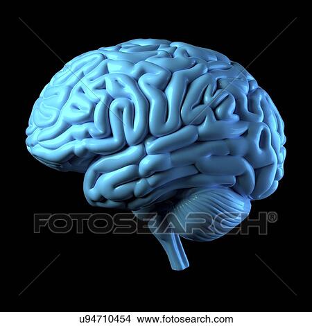 Human brain, illustration View Large Photo Image Picture - Human brain, illustration. Fotosearch
