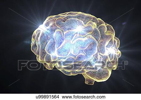 Human brain, illustration View Large Photo Image Picture - Human brain, illustration. Fotosearch