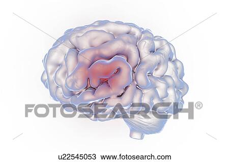 Stock Image - Human brain, illustration. Fotosearch