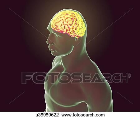 Human brain, illustration View Large Photo Image Stock Image - Human brain, illustration. Fotosearch