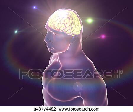 Human brain, illustration View Large Photo Image Stock Image - Human brain, illustration. Fotosearch