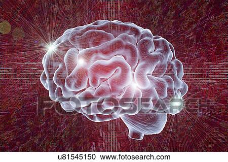 Human brain, illustration View Large Photo Image Stock Image - Human brain, illustration. Fotosearch