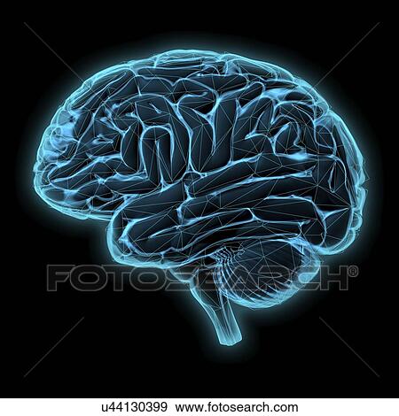 Human brain, illustration View Large Photo Image Stock Photo - Human brain, illustration. Fotosearch