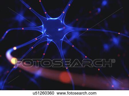 Human brain nerve cells, illustration View Large Photo Image Stock Image - Human brain nerve cells, illustration. Fotosearch