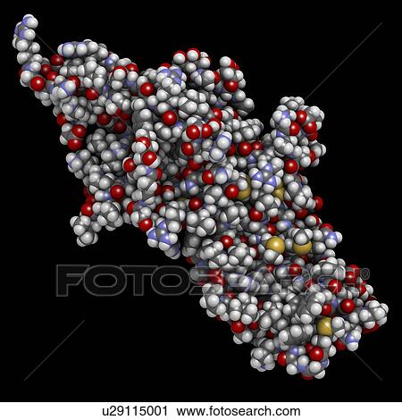 Stock Image - Human chorionic gonadotropin hormone molecule. Fotosearch