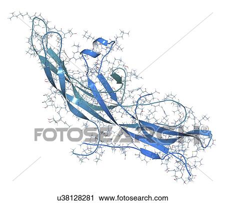 Human chorionic gonadotropin hormone molecule View Large Photo Image Stock Image - Human chorionic gonadotropin hormone molecule. Fotosearch