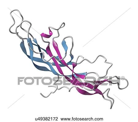Stock Image - Human chorionic gonadotropin hormone molecule. Fotosearch