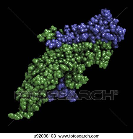 Human chorionic gonadotropin hormone molecule View Large Photo Image Stock Image - Human chorionic gonadotropin hormone molecule. Fotosearch