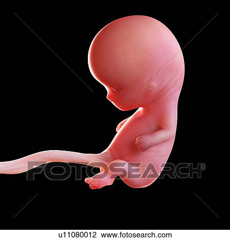 Stock Image - Human foetus age 10 weeks, illustration. Fotosearch