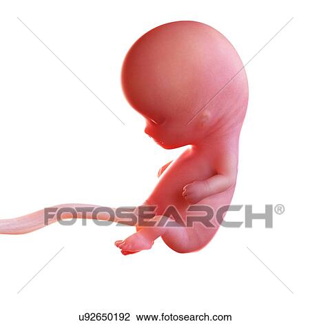 Stock Image - Human foetus age 10 weeks, illustration. Fotosearch