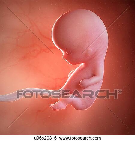 Human foetus age 10 weeks, illustration View Large Photo Image Stock Photograph - Human foetus age 10 weeks, illustration. Fotosearch