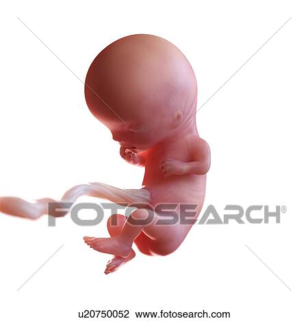 Human foetus age 11 weeks, illustration View Large Photo Image Stock Image - Human foetus age 11 weeks, illustration. Fotosearch