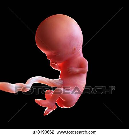 Stock Image - Human foetus age 11 weeks, illustration. Fotosearch