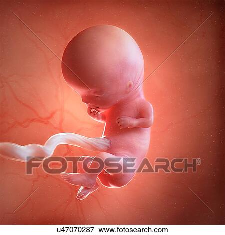 Human foetus age 11 weeks, illustration View Large Photo Image Stock Photo - Human foetus age 11 weeks, illustration. Fotosearch