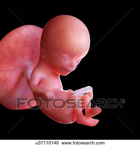 Human foetus age 12 weeks, illustration View Large Photo Image Stock Image - Human foetus age 12 weeks, illustration. Fotosearch