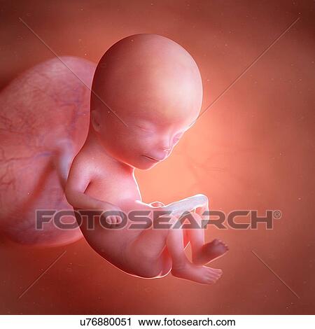 Human foetus age 12 weeks, illustration View Large Photo Image Stock Image - Human foetus age 12 weeks, illustration. Fotosearch