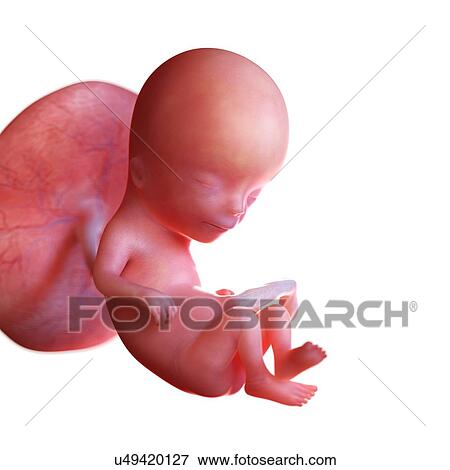 Human foetus age 12 weeks, illustration View Large Photo Image Stock Photo - Human foetus age 12 weeks, illustration. Fotosearch