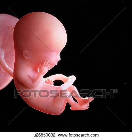 Human foetus age 13 weeks, illustration View Large Photo Image Stock Image - Human foetus age 13 weeks, illustration. Fotosearch