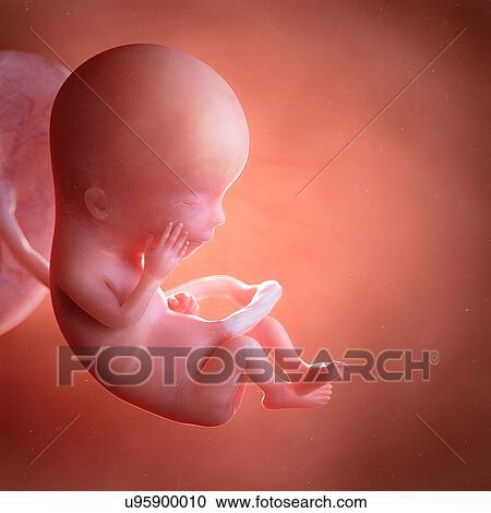 Human foetus age 13 weeks, illustration View Large Photo Image Stock Image - Human foetus age 13 weeks, illustration. Fotosearch
