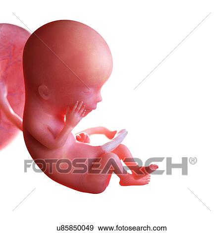 Human foetus age 13 weeks, illustration View Large Photo Image Stock Photo - Human foetus age 13 weeks, illustration. Fotosearch