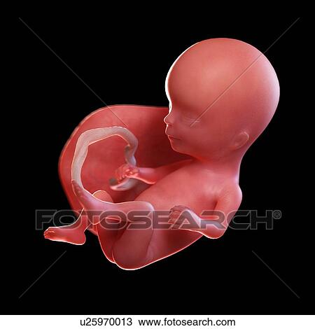Stock Image - Human foetus age 14 weeks, illustration. Fotosearch