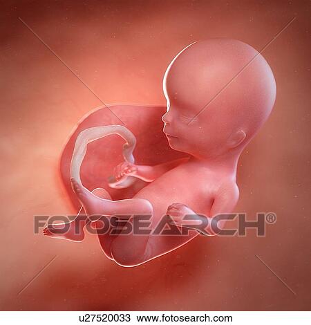 Human foetus age 14 weeks, illustration View Large Photo Image Stock Image - Human foetus age 14 weeks, illustration. Fotosearch