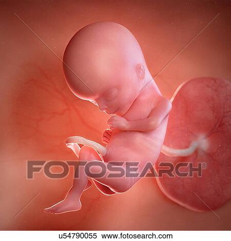 Human foetus age 15 weeks, illustration View Large Photo Image Stock Photography - Human foetus age 15 weeks, illustration. Fotosearch
