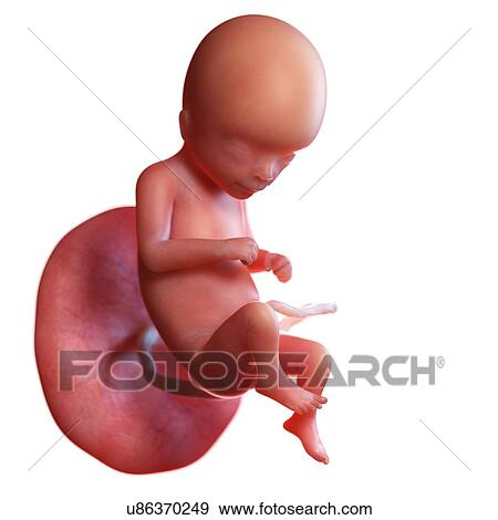 Stock Photo - Human foetus age 16 weeks, illustration. Fotosearch