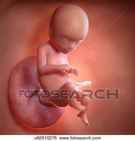 Stock Photograph - Human foetus age 16 weeks, illustration. Fotosearch