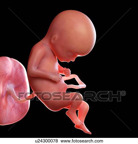 Human foetus age 17 weeks, illustration View Large Photo Image Stock Photo - Human foetus age 17 weeks, illustration. Fotosearch