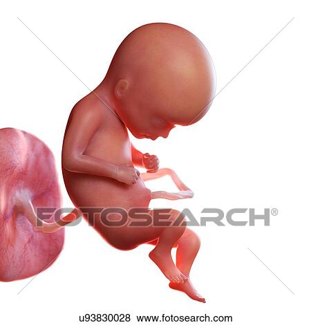 Stock Photo - Human foetus age 17 weeks, illustration. Fotosearch