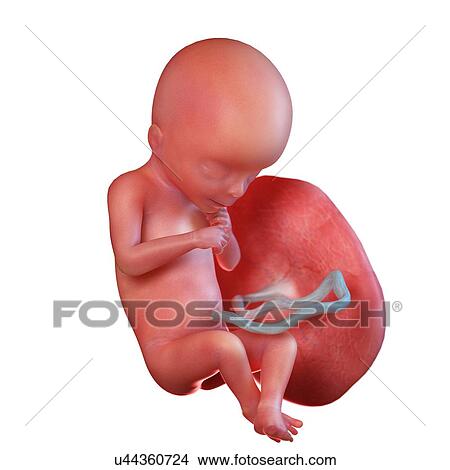 Human foetus age 18 weeks, illustration View Large Photo Image Picture - Human foetus age 18 weeks, illustration. Fotosearch