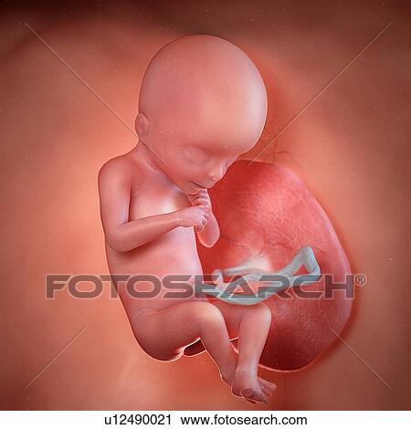 Stock Image - Human foetus age 18 weeks, illustration. Fotosearch